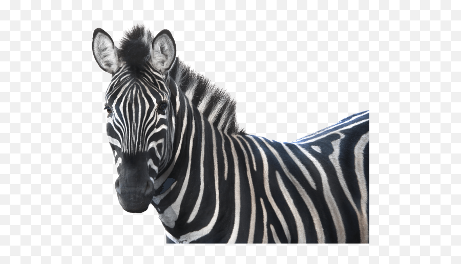 Index Of Wp - Contentuploads201809 Zebra Png,Lango Icon