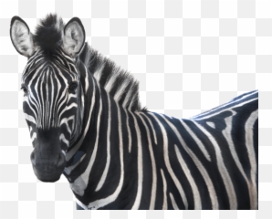 Index Of Wp - contentuploads201809 Zebra png