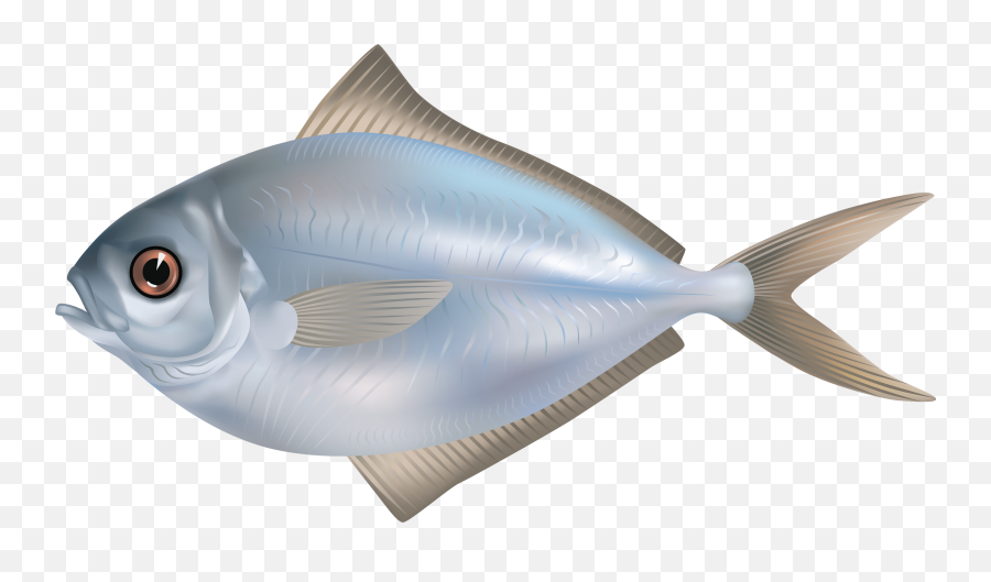 Fish Picture Library Download Png Files - Silver Fish Clipart,Ocean Fish Png