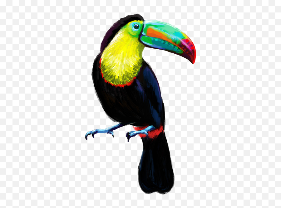 Download Tucan Baja Transparente - Tucan Png Transparente,Tucan Png