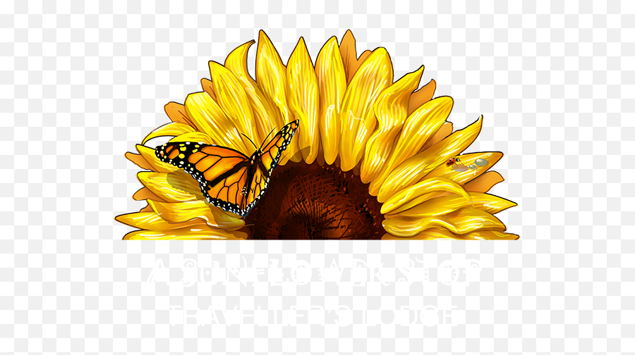 Download Cape Town Backpackers Hostel - Transparent Half Half Sun Flower Png,Transparent Sunflower