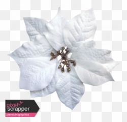 Itu0027s Christmas - White Poinsettia Graphic By Sheila Reid White Poinsettia Png,Poinsettia Png
