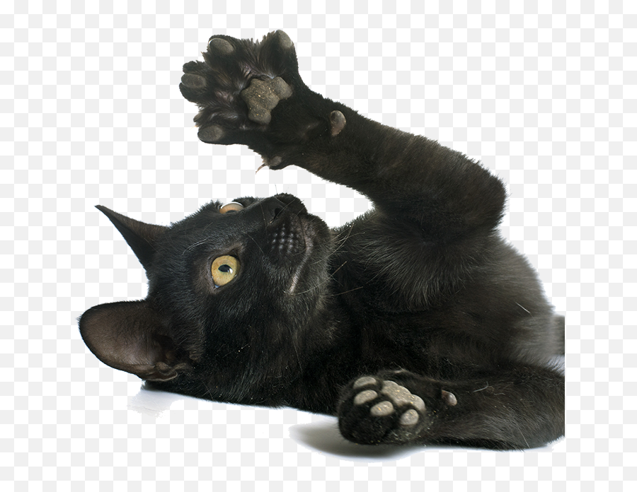 Cats Think Paws - Itive Sixteen Mile Veterinary Clinic Transparent Black Cat Paw Png,Cat Paw Png