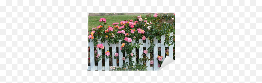 Pink Roses And White Picket Fence Wall Mural U2022 Pixers We Live To Change - Josephs Coat Rose Png,White Picket Fence Png