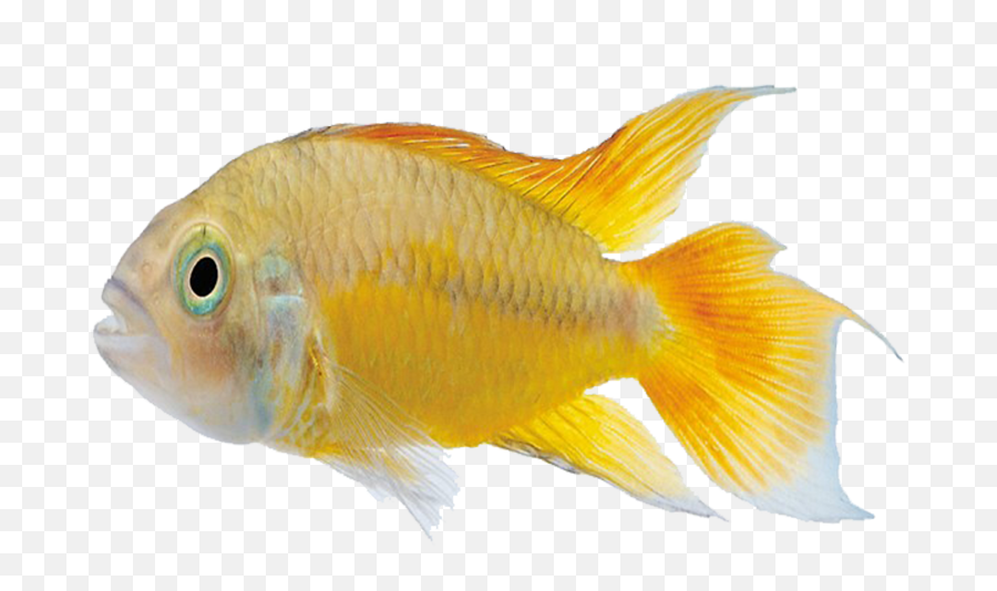 Carassius Auratus Marine Biology - Fish Png,Tropical Fish Png