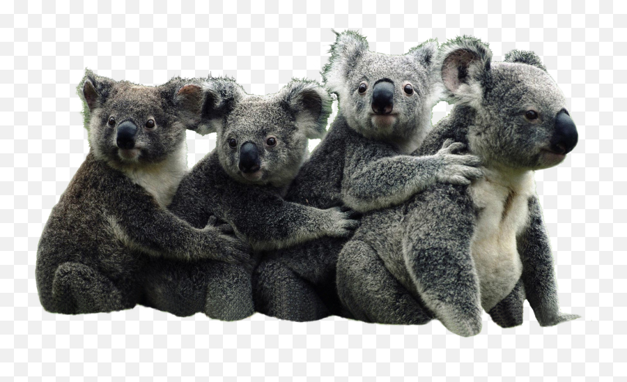 Koala Transparent Background - Koala Bear And Panda Png,Koala Transparent