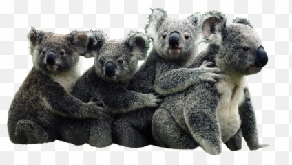 Koala Transparent Background - Koala Bear And Panda Png,Koala Transparent