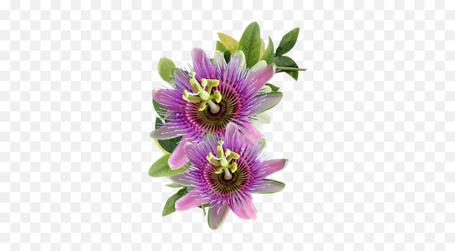 Primmalai Product - Passion Flower Png,Passion Png