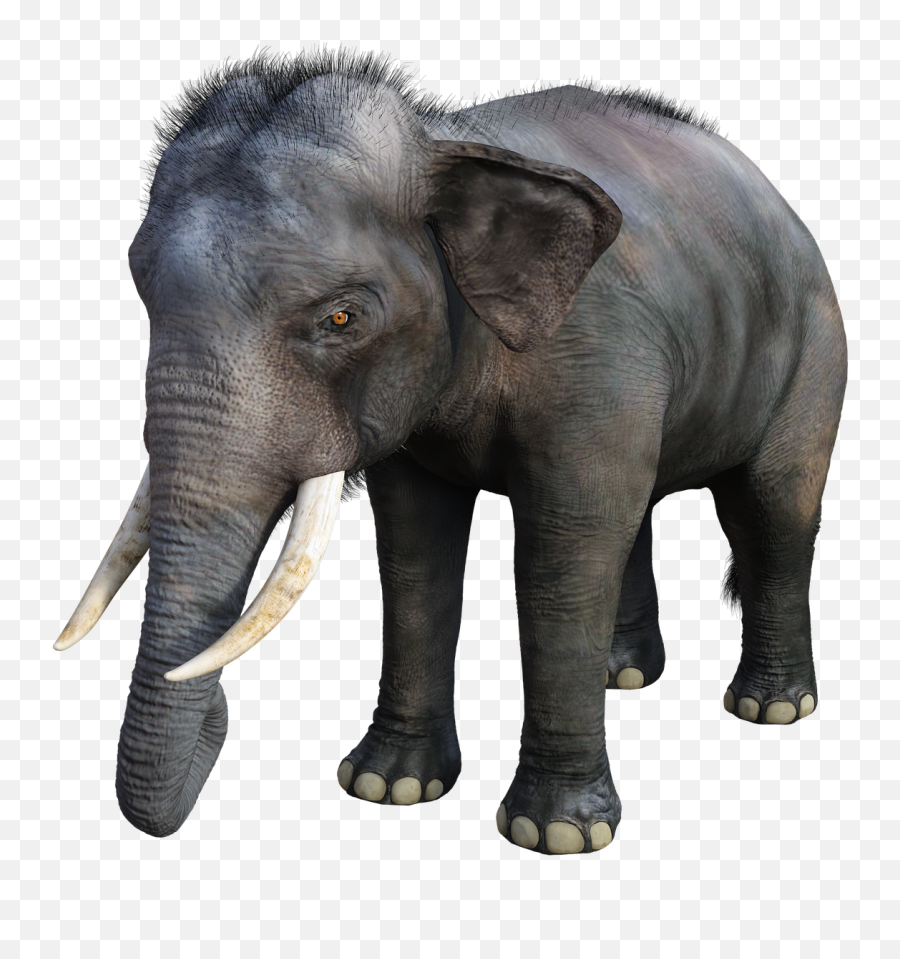 Elephant Large Tusks - Free Image On Pixabay Animali In 3d Google Png,Elephants Png