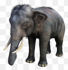 Elephant Large Tusks - Free Image On Pixabay Animali In 3d Google Png,Elephants Png