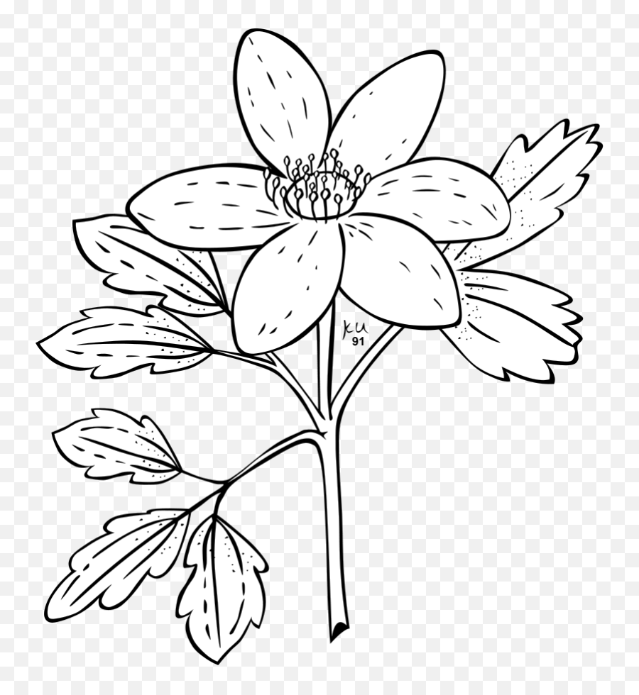 Ku Anemone Piperi Png Clip Arts For Web - Clip Arts Free Png Jasmine Flower Clipart Black And White,Anemone Png