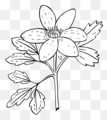 Ku Anemone Piperi Png Clip Arts For Web - Clip Arts Free Png Jasmine Flower Clipart Black And White,Anemone Png
