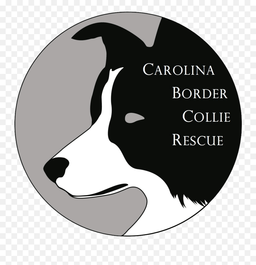Carolina Border Collie Rescue Volunteer Opportunities - Clip Art Png,Border Collie Png