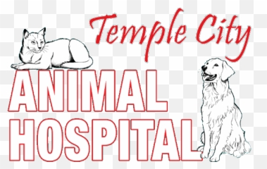 Veterinarian In San Gabriel Ca Temple City Animal Hospital - Dog Catches Something Png,Gabe The Dog Png