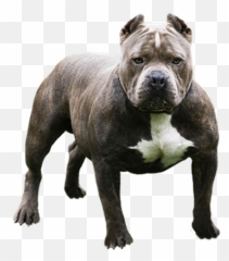 Pitbull Looking - Pitbull Dog,Pitbull Png