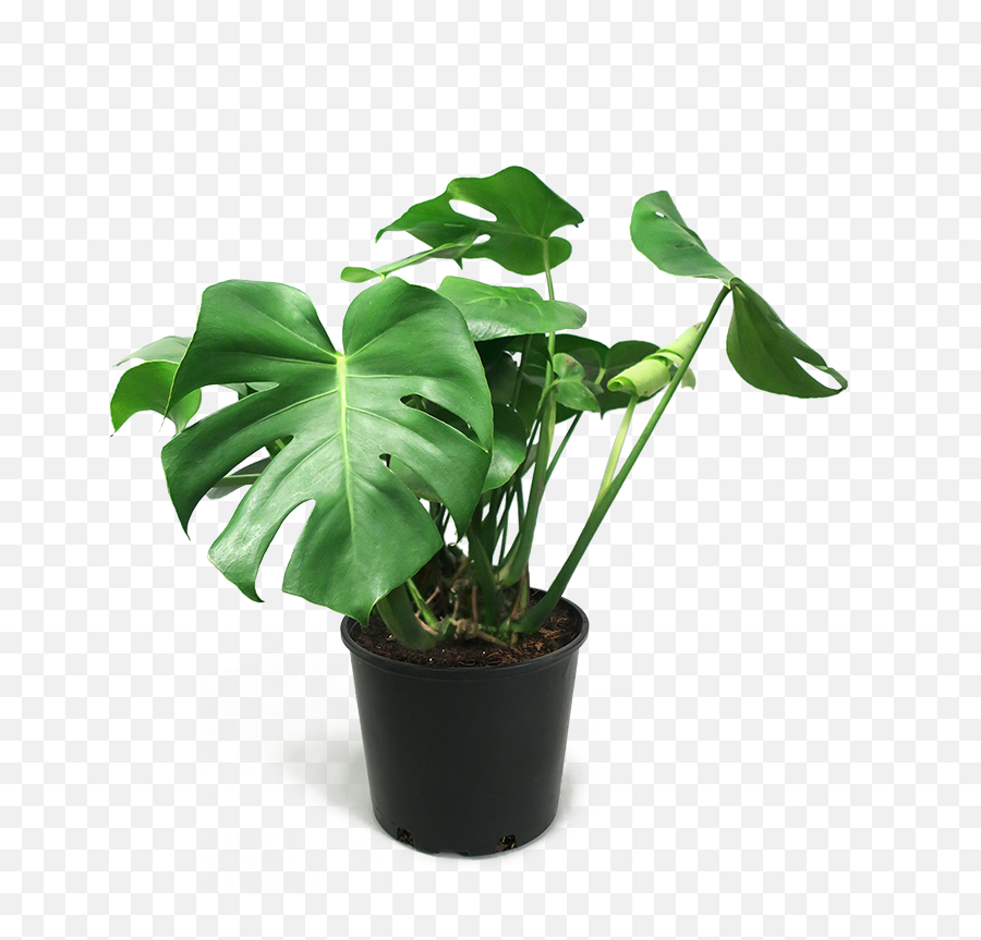 Download Hd Monstera Deliciosa Medium - Transparent Background Potted Plant Png,Indoor Plant Png