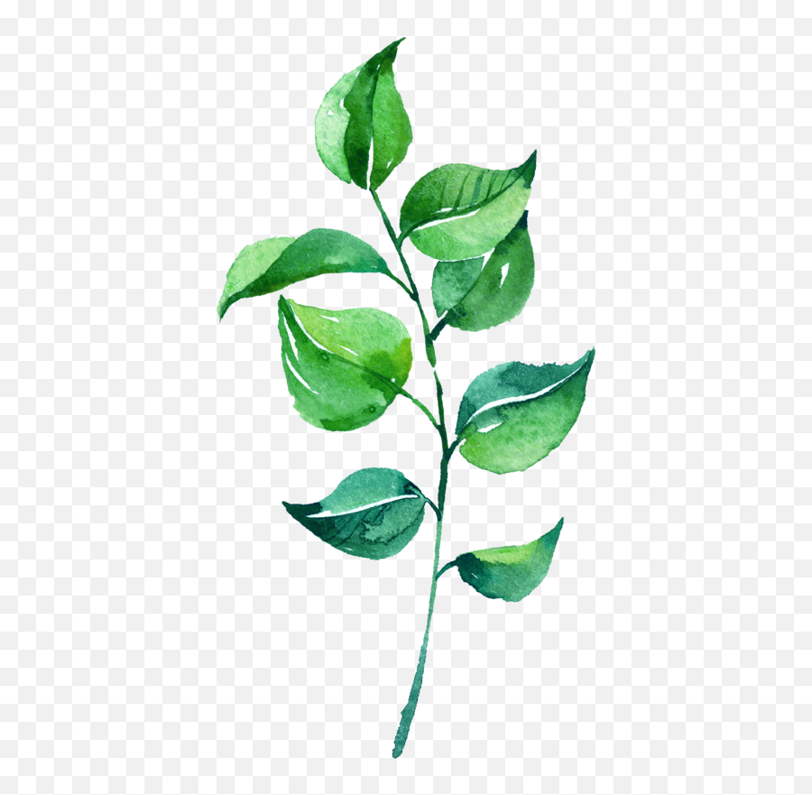 Leaves Png Images Transparent Free Leaf Background