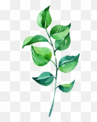 Leaves Png Images Transparent Free