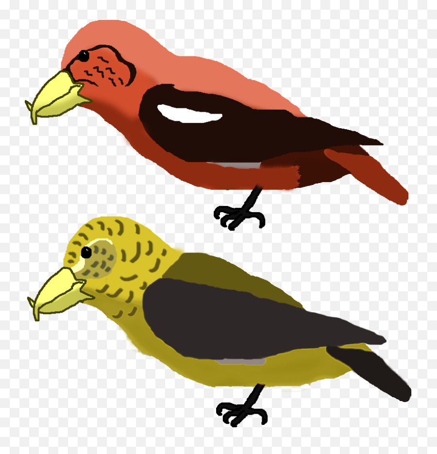 Falcon Clipart Oriole Bird Transparent - Fandom Png,Orioles Logo Png