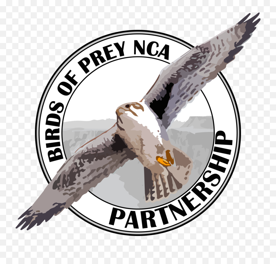 Vector Hawks Raptor Bird Transparent U0026 Png Clipart Free - Birds Of Prey Nca Partnership,Prey Png