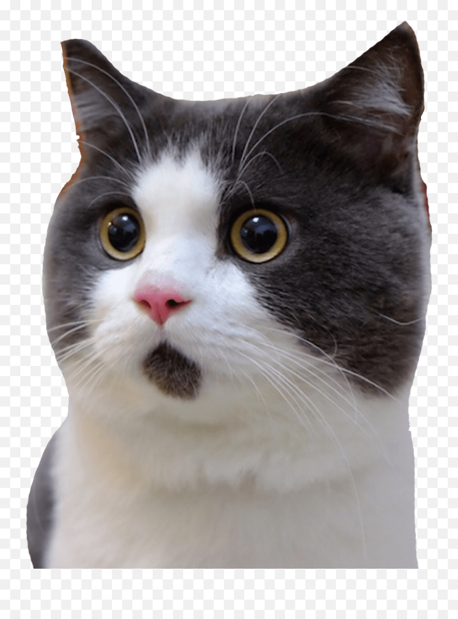 Banye Surprised Cat Transparent Png - Scared Cat Transparent Background,Transparent Cat