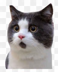 Banye Surprised Cat Transparent Png - Scared Background