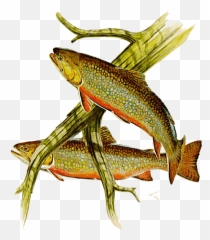 Symbols Of New York State - Fish Products png