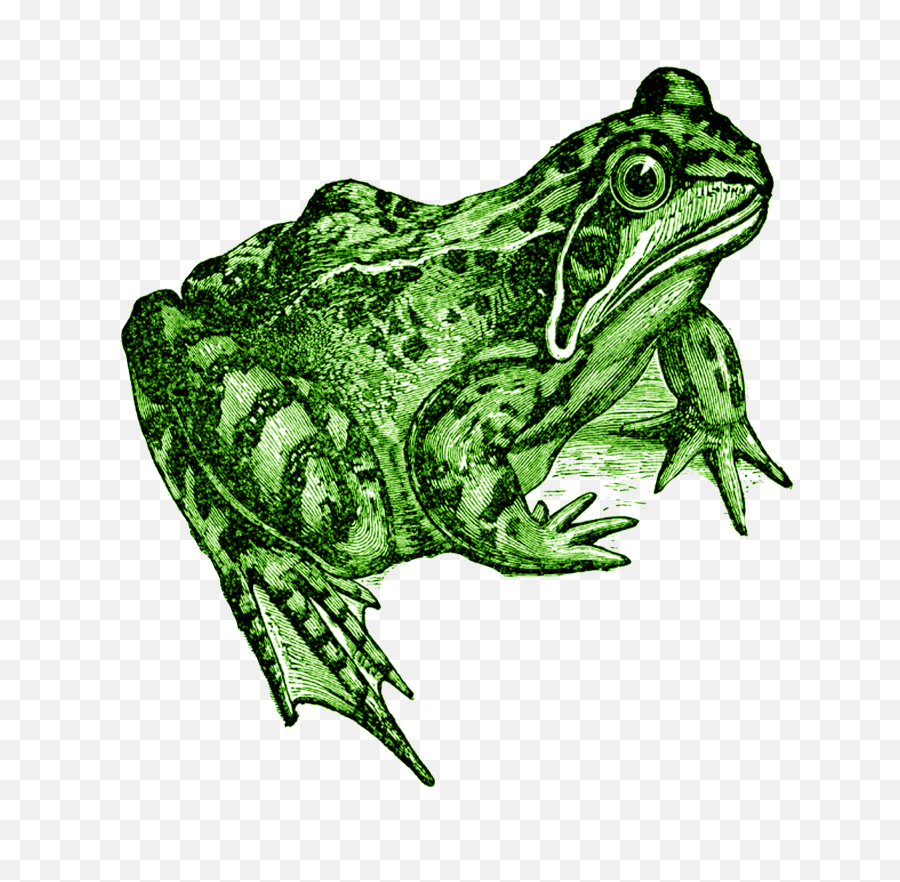 A Transparent Background Frog - Frog Art Toad Black White Png,Transparent Frog
