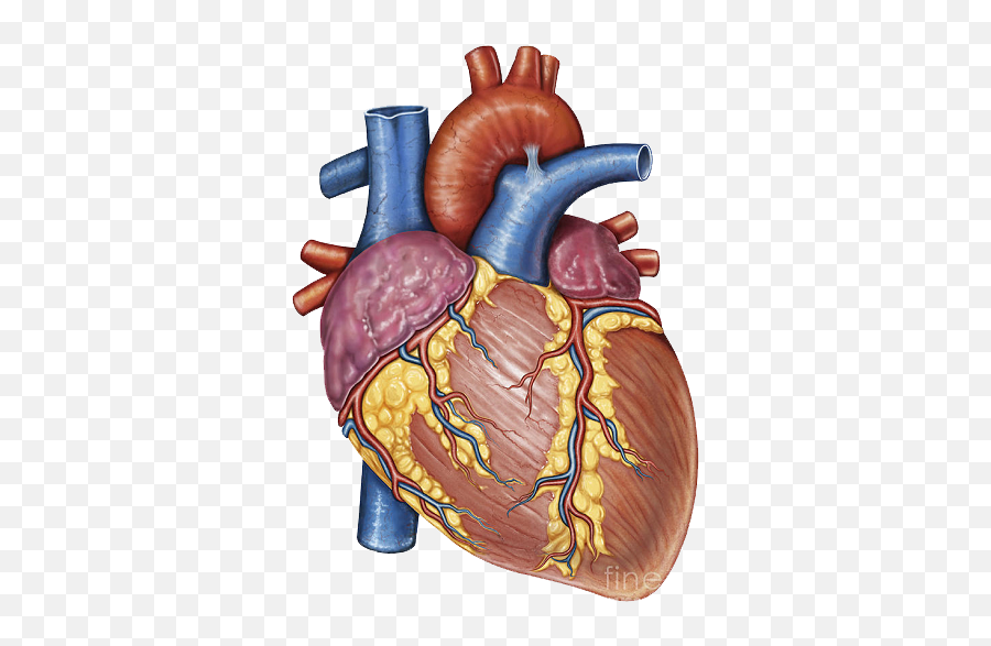 Heart Gross Anatomy Human Body - Ductus Arteriosus Ligamentum Arteriosum Png,Anatomical Heart Png