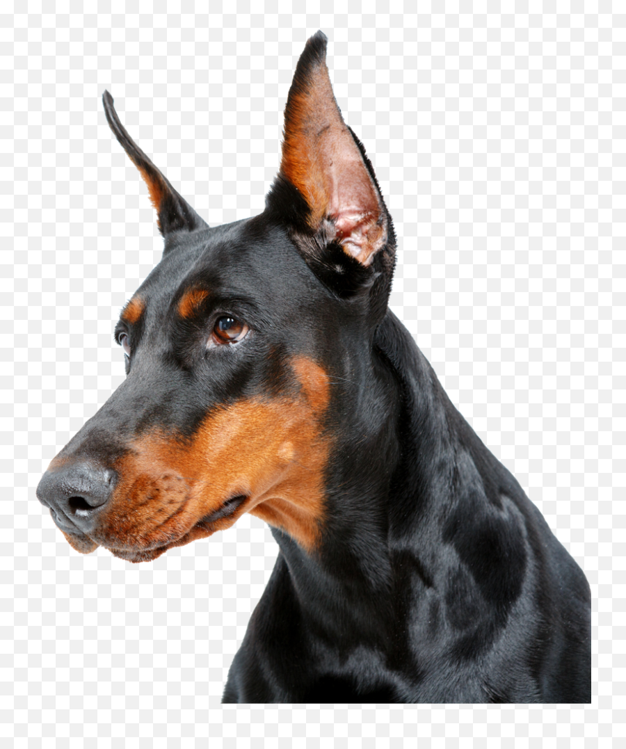 Irbsearch - Dobermann Png,Doberman Icon