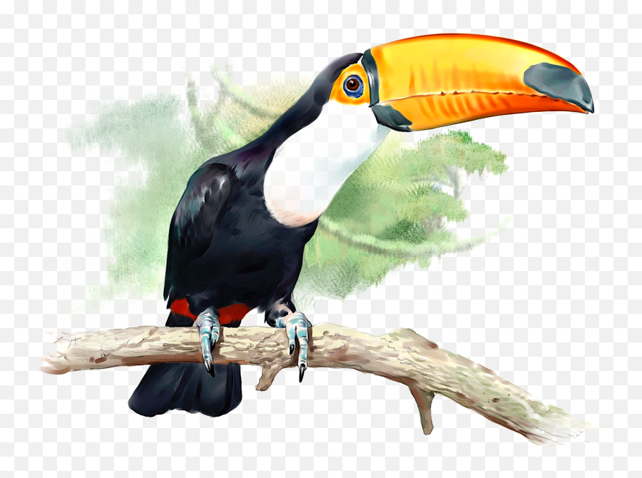 Png Bird Toucan Vertebrate - Tucán Png,Tucan Png
