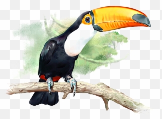 Png Bird Toucan Vertebrate - Tucán Png,Tucan Png