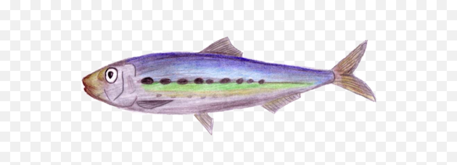 Real Good Fish Pacific Sardines Sardinops Sagax Png Icon