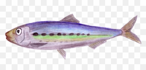 Real Good Fish Pacific Sardines Sardinops Sagax Png