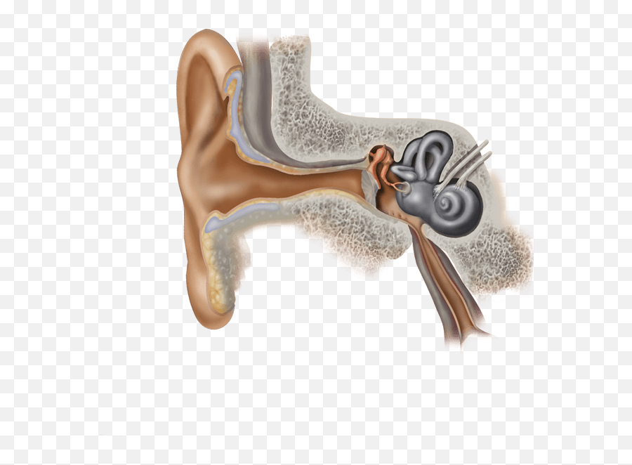 Otic Hearing U0026 Speech Ear Anatomy Png