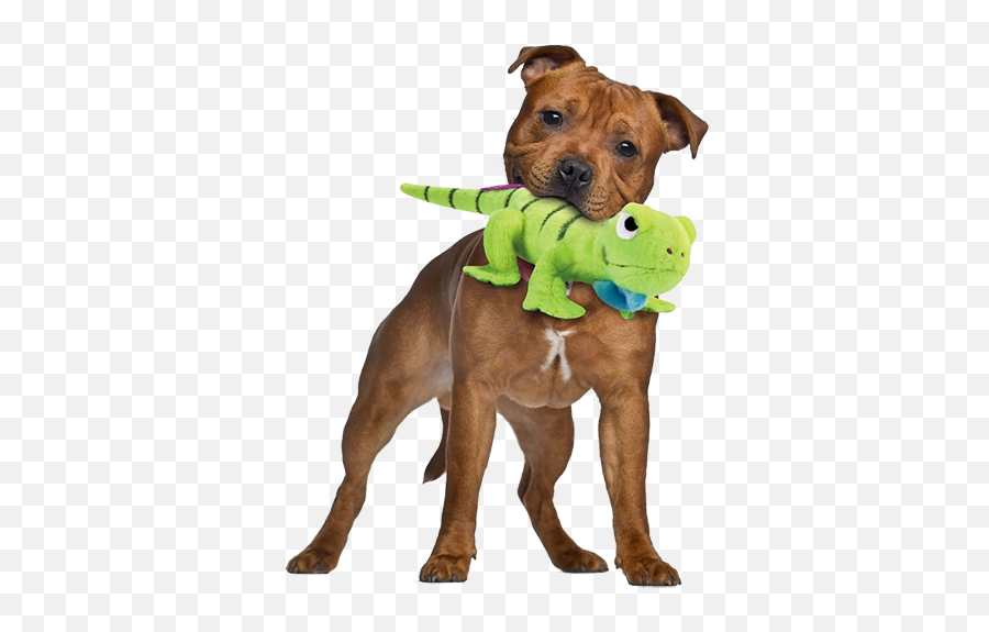 Download Go Dog Iguana Toy With Chew Guard - Full Size Png,Iguana Png