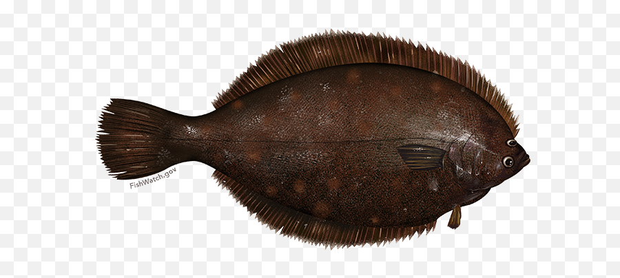 Winter Flounder Noaa Fisheries - Blackback Flounder Png,Flounder Png