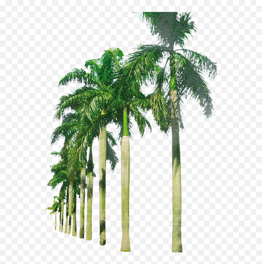 Palm Trees In A Row Png Image - Transparent Background Palm Trees Png,Palm Png