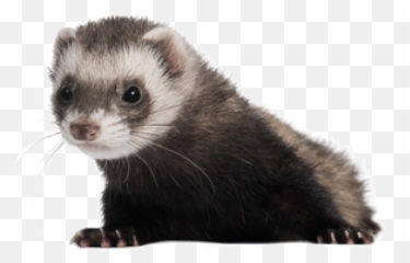 Free Png Ferret Images Transparent - Transparent Ferret Png,Ferret Png