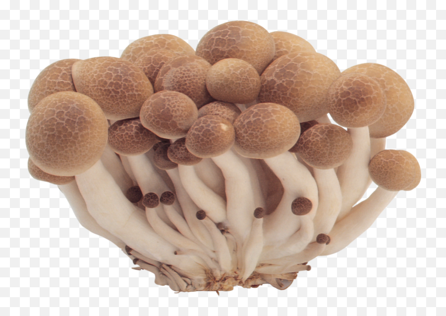 Png Mushrooms Fungi