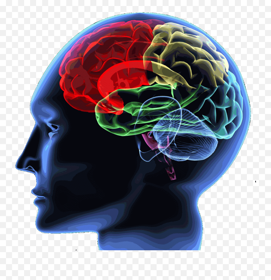 Brain - Human Brain Png,Brain Transparent Image