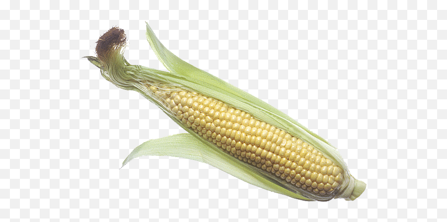 Download Free Png Corn Cob Image - Corn On The Cob Raw,Corn Cob Png