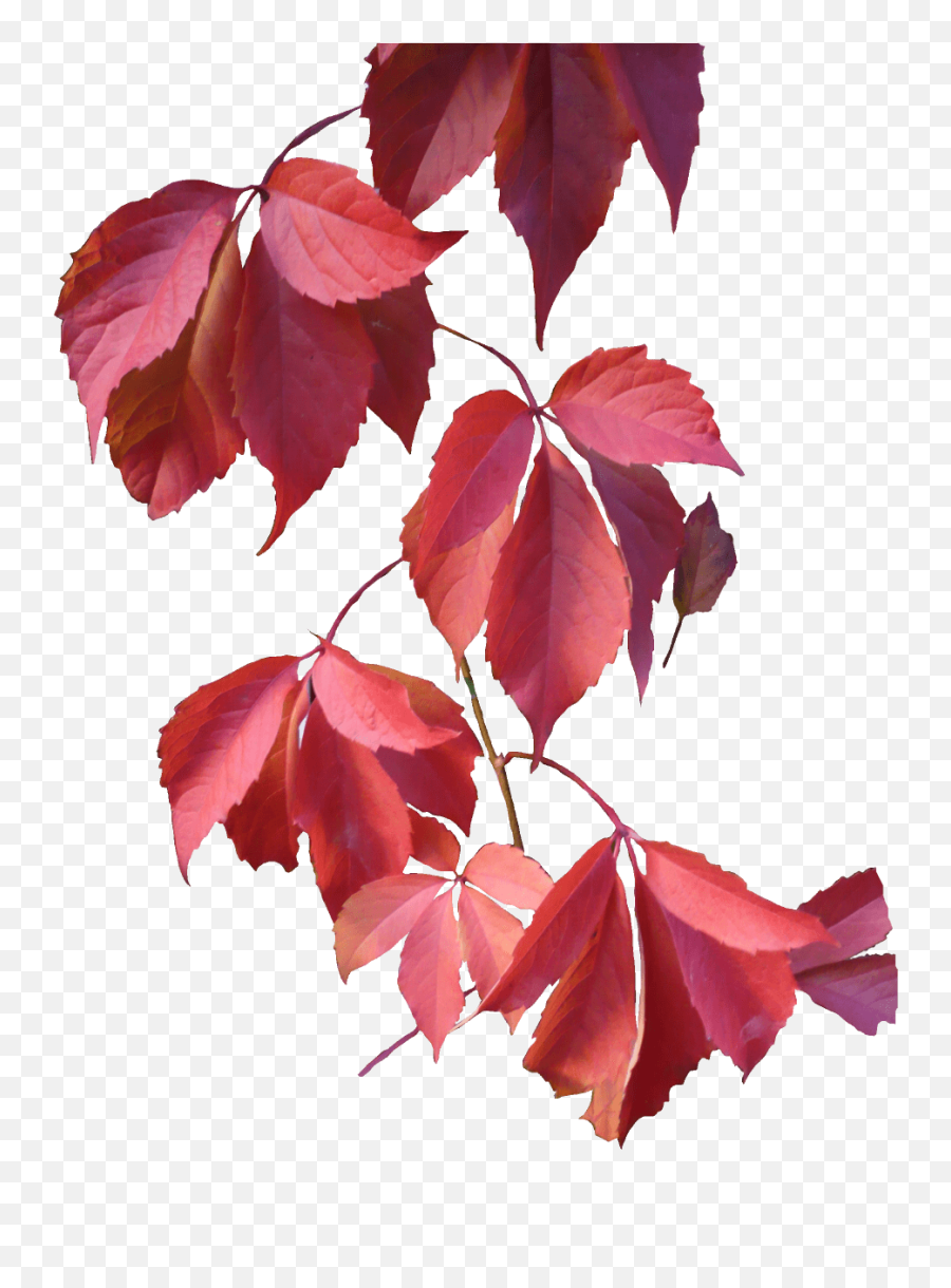 Download Rose Leaves Png - Transparent Png Png Images Autumn Leaves,Maple Leaves Png