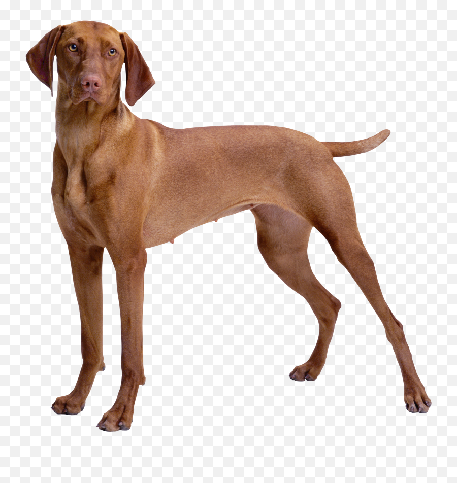 Library Of Dog Png Picture Royalty Free Files - Brown Dog Png,Gabe The Dog Png