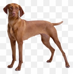 Library Of Dog Png Picture Royalty Free Files - Brown Dog Png,Gabe The Dog Png