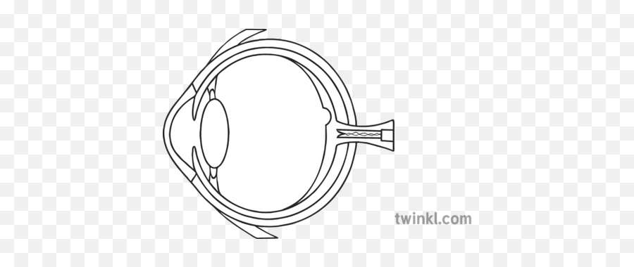 Cross Section Of A Human Eye Diagram Black And White - Child Sighing Png,Human Eye Png