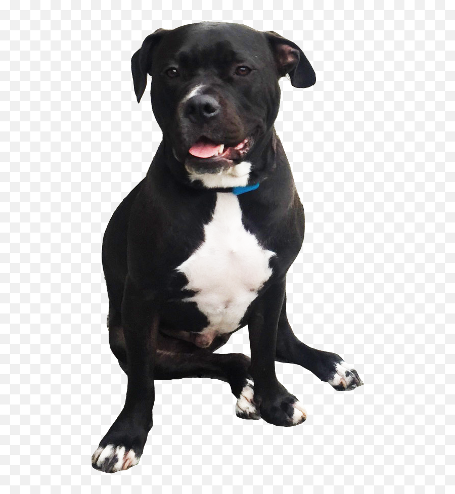 Harvey The Pitbull - Staffordshire Bull Terrier Png,Pitbull Png