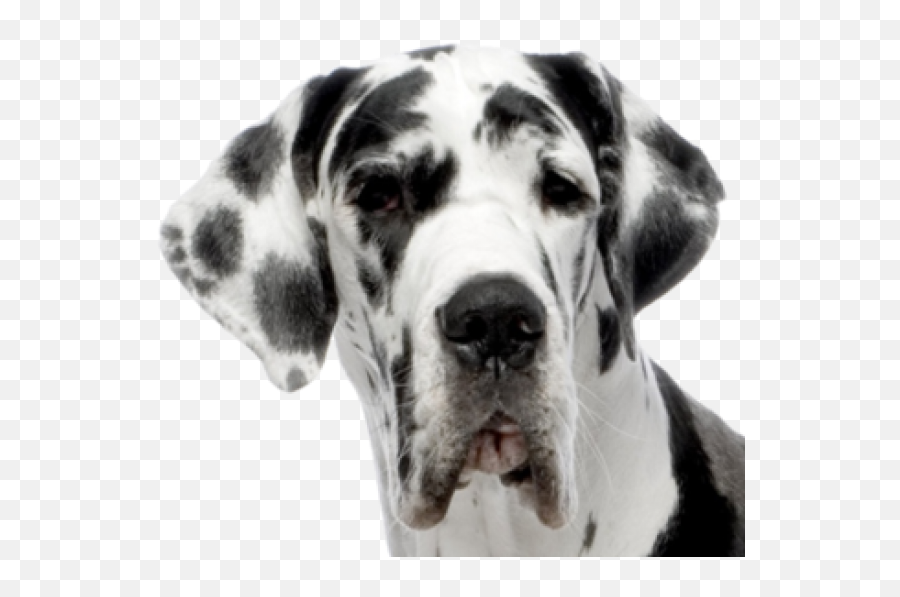 Dog Face Png - Great Dane Puppies Mn,Rottweiler Png