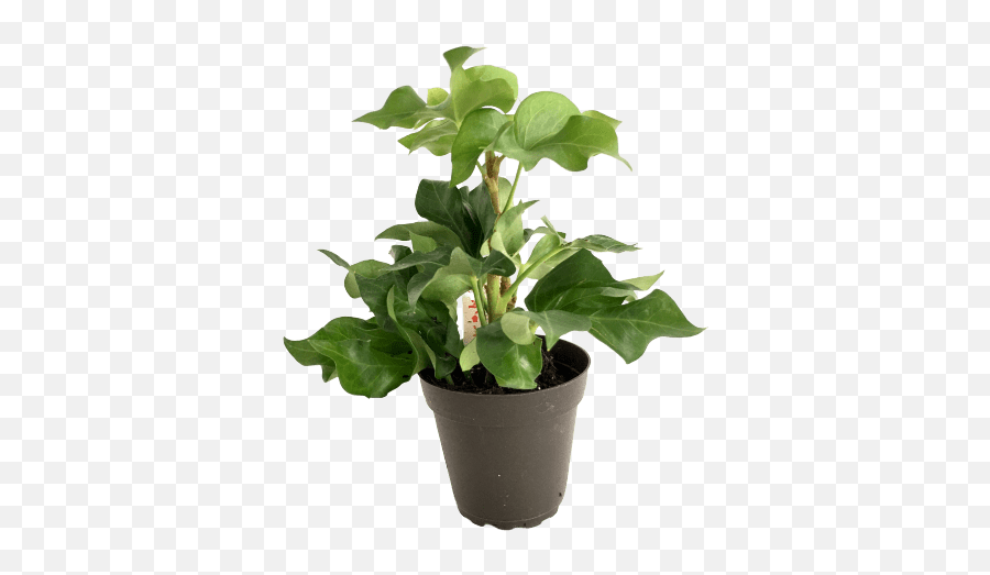 House Plant - Pia Tree Ivy Png,Indoor Plant Png