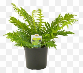 150mm Silver Lady Fern - Blechnum Gibbum Bunnings Warehouse Zz Plant In Pot Png,Ferns Png